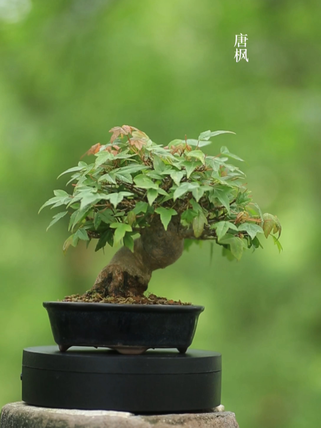 唐枫最新,唐枫最新章节更新时间表