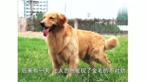 越战越勇最新一期金毛专题，探索金毛犬的世界