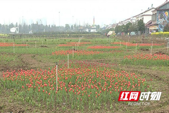 南县罗文村花海，自然魅力与人文韵味的完美融合